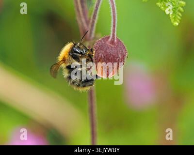 Ape cardare comune o bombus (Bombus pascuorum) che si nutre di un fiore giallo-rosato pendente dell'avena d'acqua (Geum rivale) nel Cumbria, Inghilterra, Regno Unito Foto Stock