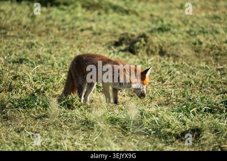 Volpe rossa che trasporta prede in bocca mentre cammina attraverso l'erba appena tagliata in un prato, la fauna selvatica in un habitat naturale. Foto Stock