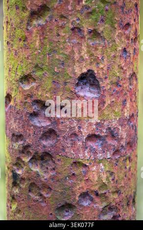 Palo metallico arrugginito con consistenza muschio in ambiente tropicale Foto Stock