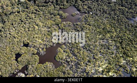 Splendida ripresa aerea di un vivace ecosistema paludoso, che mostra vegetazione variegata, tortuosi corsi d'acqua e habitat naturali. L'immagine acquisisce l'ingresso Foto Stock