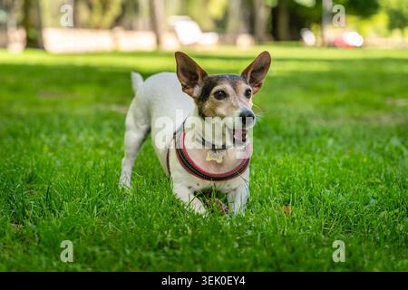 Jack Russell cucciolo che gioca con il suo proprietario nell'erba fresca del parco. Foto Stock