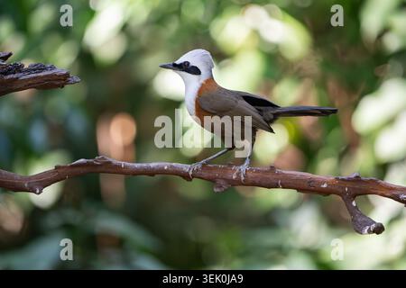 Alexandrine Parakeet (Psittacula eupatria) arroccato sul ramo degli alberi, Yunnan, Cina, febbraio 2026 Foto Stock