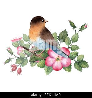 Uccello robin ad acquerello seduto su un ramo rosehip in fiore con fiori rosa e bacche rosse. Dipinto a mano isolato sullo sfondo Foto Stock