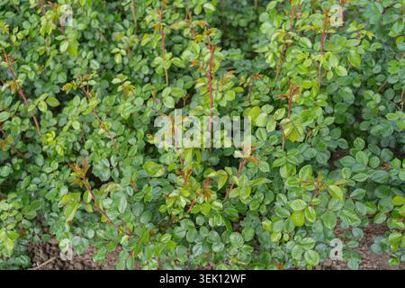 Una dettagliata texture di fondo di foglie verdi vivaci su un cespuglio di rosa organico giovane. Motivo naturale per il fogliame perfetto per design ecocompatibili Foto Stock