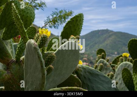 Fiori di fico d'India gialli brillanti fioriscono su un cactus di Opuntia al sole. Questo vivace display fornisce nettare essenziale contro gli impollinatori locali Foto Stock