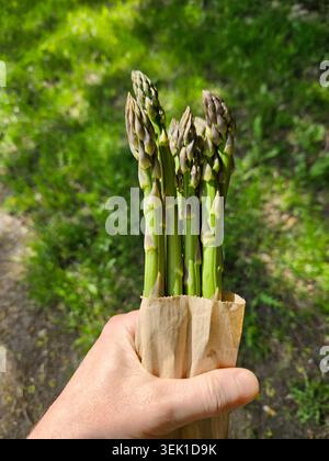 La persona tiene in mano un fascio di bastoncini di asparagi freschi avvolti in un sacchetto di carta marrone all'aperto. Lo sfondo mostra piante verdi e luce solare. La scena cattura il momento o. Foto Stock