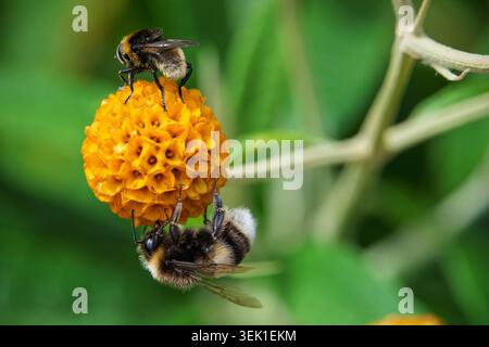 Due bombi lavorano instancabilmente, raccogliendo nettare da fiori di arancio luminosi su una pianta Buddleja globosa. I loro corpi sfocati brillano nel sole dorato Foto Stock