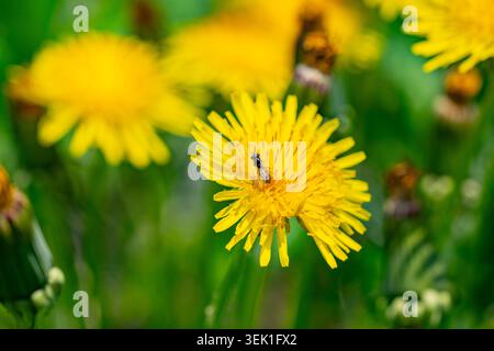 Fiori di tarassio giallo Taraxacum officinale. Dente di leone nella giornata di sole primaverile Foto Stock