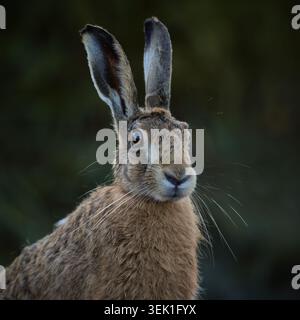 Un ritratto ravvicinato della lepre marrone (Lepus europaeus), Norfolk Foto Stock
