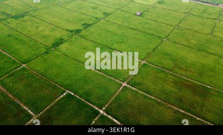 Campi di riso verdi che formano motivi patchwork da una vista aerea in thailandia Foto Stock