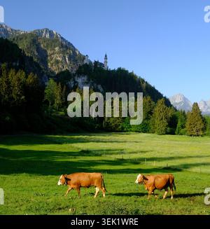 Bestiame al pascolo ai piedi del castello di Neuschwanstein arroccato su una collina boscosa sopra i prati delle Alpi Bavaresi, Baviera, Germania Foto Stock