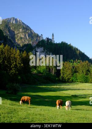 Bestiame al pascolo ai piedi del castello di Neuschwanstein arroccato su una collina boscosa sopra i prati delle Alpi Bavaresi, Baviera, Germania Foto Stock
