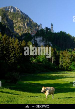 Bestiame al pascolo ai piedi del castello di Neuschwanstein arroccato su una collina boscosa sopra i prati delle Alpi Bavaresi, Baviera, Germania Foto Stock