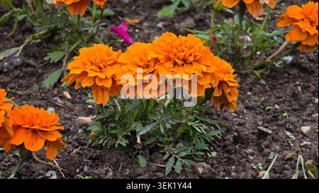 Un denso gruppo di marigoldi francesi di colore arancione brillante Tagetes patula cresce a stretto contatto sopra il fogliame di pinna scuro in un terreno coltivato a piastrelle Foto Stock