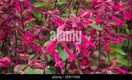 Molteplici punte verticali di magenta profondo e salvia rosa scarlatta Salvia splendente fiori fioriscono densamente circondati da foglie verdi tenui Foto Stock