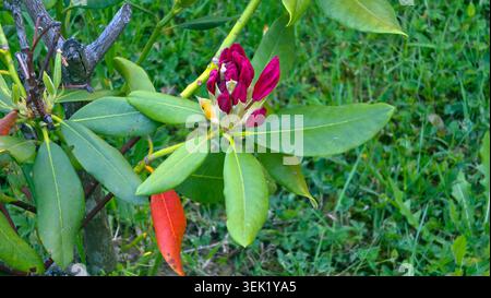 Un gruppo stretto di profondi boccioli di fiori rosa magenta emerge su un rhododendron Catawba rhododendron ruscello catawbiense rampicante circondato da una folta lancia verde Foto Stock