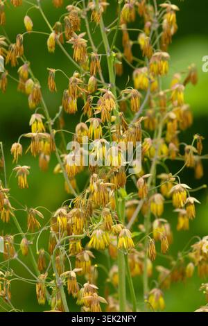 Fendler's Meadow-rue (Thalictrum fendleri), Howard Buford Recreation area, Lane County, Oregon Foto Stock