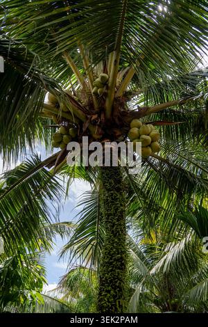 Un'incredibile ripresa dall'alto che guarda verso la corona di una palma da cocco, rivelando più gruppi di noci di cocco verdi annidati tra fronds ag irradianti Foto Stock