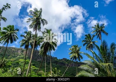Un lussureggiante sentiero nella giungla attraverso la valle di Hakaui, Nuku Hiva, le isole Marchesi, la Polinesia francese. Torreggianti scogliere basaltiche e fitta vegetazione circondano il tra Foto Stock