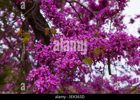 Albero di redbud orientale che mostra molti fiori magenta radiosi e piccole foglie verdi a forma di cuore che crescono sui rami, segnalando l'arrivo della primavera e. Foto Stock