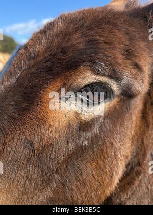 Primo piano di un grazioso occhio di asino cipriota e di una pelliccia marrone. Concetto di comunicazione degli animali a Cipro dettagli di escursione di viaggio per famiglie Foto Stock