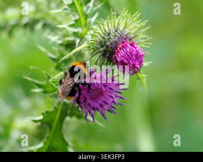 Buff tailed bumblebee bombus Terrestris on a thistle, Barnwell, Northamptonshire, Regno Unito Foto Stock