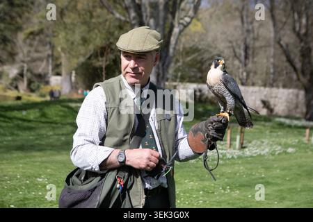 Un falconere che tiene abilmente in mano un falco pellegrino durante una mostra di uccelli rapaci. Foto Stock