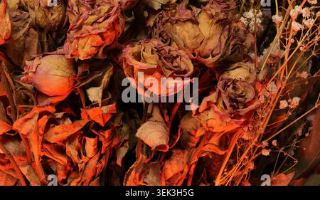Primo piano di fondo di rose rosse e arancioni essiccate. Texture floreale autunnale vintage con boccioli di fiori appassiti e foglie secche Foto Stock