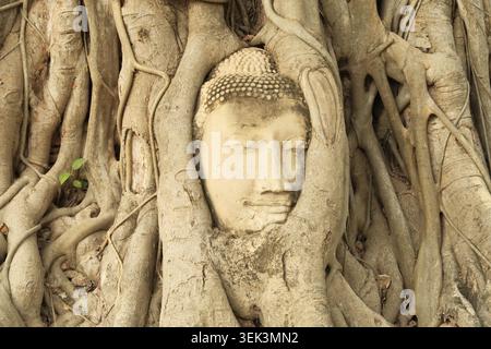 La famosa testa di buddha al Tempio Wat Mahathat, circondato dalle lunghe radici di un grande albero Bodhi, il Parco storico di Ayutthaya, Thailandia 2023 Foto Stock