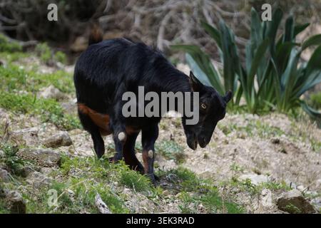 Primo piano di una simpatica e divertente capra nana dell'Africa occidentale con pelliccia nera che pascolava tra le montagne Foto Stock