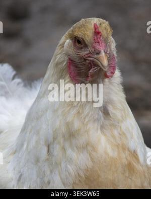 Un pollo con piume di colore chiaro si trova in un'Aia. L'uccello sembra essere vigile e si sta guardando intorno. Lo sfondo mostra un sc sfocato Foto Stock