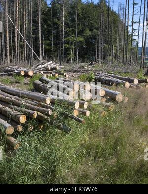 Una depurazione mostra i tronchi impilati sul terreno tra l'erba e le piccole piante. Alti alberi si ergono nelle vicinanze sotto un cielo blu brillante. La scena cattura un ordine di lavoro Foto Stock