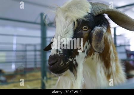 Capra con corna, barba e pelliccia multicolore che guardano fuori da una penna in un concetto di allevamento di animali Foto Stock