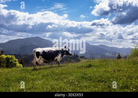 Mucca che pascolano nel paesaggio montano. Mucca bianca e nera che pascolano su un prato alpino verde con montagne boscose e un cielo nuvoloso spettacolare Foto Stock
