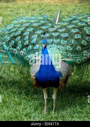 Pavone che mostra vivaci penne di coda in piedi su erba verde Foto Stock