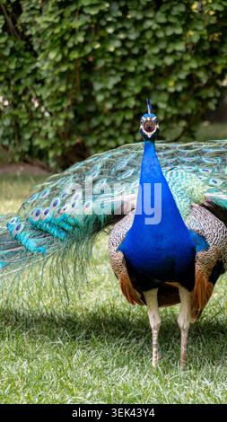 Peacock Calling forte che mostra un vivace piumaggio blu Foto Stock