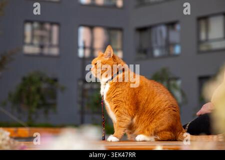 Un gatto rosso grasso cammina nel cortile di un edificio residenziale con il suo proprietario. Foto Stock