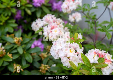 Fiori di rododendro azalea rosa e bianca in fiore nel giardino primaverile Foto Stock