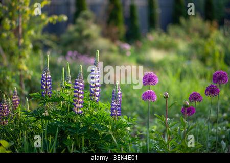 Lupini viola che fioriscono da allium nel giardino primaverile. Piante perenni che fioriscono su aiuole al tramonto Foto Stock