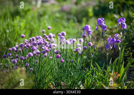 Allievi di erba cipollina che fioriscono da Iris barbuti nel giardino primaverile su aiuole. Fiori viola con foglie commestibili Foto Stock