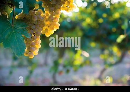 Primo piano di uve bianche mature appese su una vite in un vigneto sotto la luce solare estiva e calda con un morbido sfondo bokeh Foto Stock