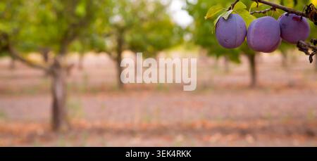 Prugne viola mature appese su un ramo d'albero da vicino con uno sfondo di frutteto sfocato Foto Stock