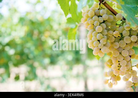 Grappolo di uva matura sulla vite Foto Stock