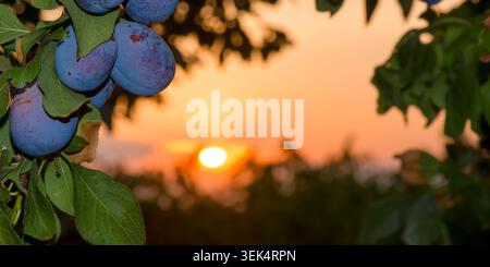 Primo piano di prugne su un albero contro il tramonto Foto Stock