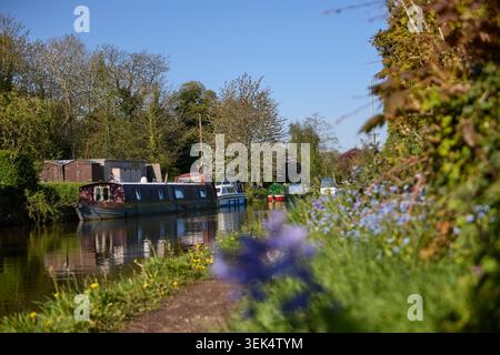 Villaggio di Grappenhall nel Borough di Warrington nel Cheshire. Nella foto è stato raffigurato il Bridgewater Canal nell'area del ponte Stanny Lunt Foto Stock