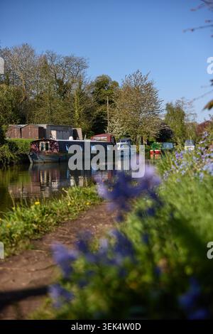 Villaggio di Grappenhall nel Borough di Warrington nel Cheshire. Nella foto è stato raffigurato il Bridgewater Canal nell'area del ponte Stanny Lunt Foto Stock