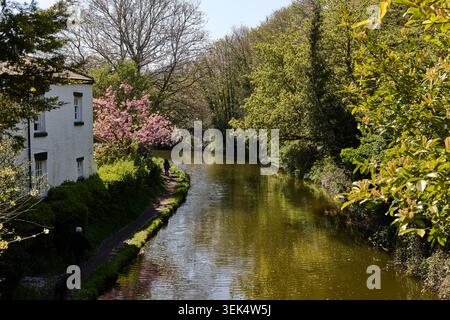 Villaggio di Grappenhall nel Borough di Warrington nel Cheshire. Immagine del canale Bridgewater Foto Stock