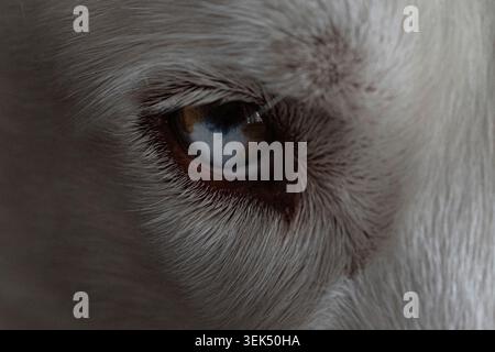 Primo piano di un occhio di Husky siberiano bianco che mostra eterocromia, l'occhio è blu e ambra-arancione con pelliccia dettagliata intorno all'occhio. Foto Stock