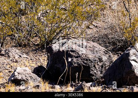 Scoiattolo striado su una roccia Foto Stock