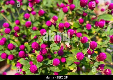 Primo piano di fiori di amaranto globo magenta viola in fiore con foglie verdi che crescono in un giardino all'aperto Foto Stock